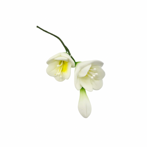 White Freesia